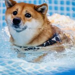 with dog coffee - プール