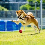 with dog coffee - ドッグラン