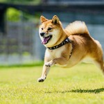 with dog coffee - ドッグラン