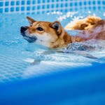 with dog coffee - プール