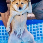 with dog coffee - プール