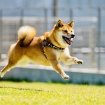 with dog coffee - ドッグラン
