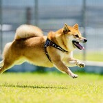 with dog coffee - ドッグラン