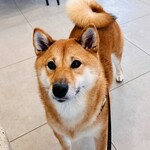 with dog coffee - 店内