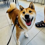 with dog coffee - 店内