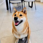 with dog coffee - 店内