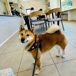 with dog coffee - 店内