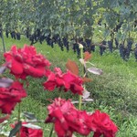 朝日町ワイン城 - 