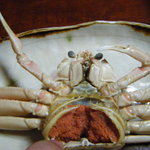 山新 - セコガニ③