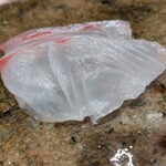 神田錦町 鮨たか晴 - お造り（真鯛）