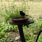 くつきそば 永昌庵 - 