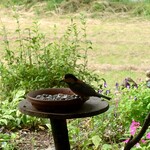 くつきそば 永昌庵 - 