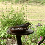 くつきそば 永昌庵 - 