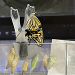 焼きもの家 慶 - 明け方に机の上で羽化した今季45羽めのアゲハ^_^。小さめのメスだった