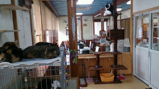 猫カフェ わが家 後台 その他 食べログ 猫カフェ わが家 後台 その他 食べログ