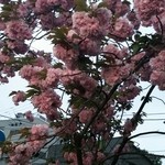 大八車 - 桜？が満開だ！