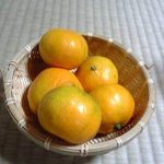 山新 - 付き出しのみかん