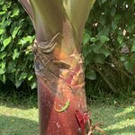 Doutor Coffee Mauka Meadows - 