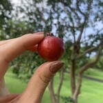 Doutor Coffee Mauka Meadows - 