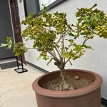 いたばし菓子店 - 