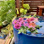 カフェモン - テラスには百日草のフローティングフラワー❁ ❁ ❁