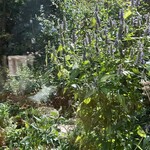 シークレット レストラン カメ - 