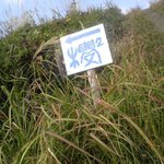 櫻櫻 - 畑の畔道に入るところの案内