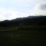 櫻櫻 - 畑の中心にあり風情がある