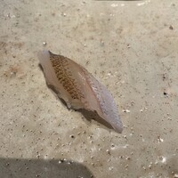 神戸・鮨かねさか - 
