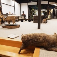 丹波篠山 近又 -  丹波篠山 近又 -