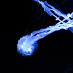 宮城野 - 何このキクラゲ ?