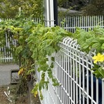 インデアンレストラン  ニューミラ - 