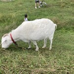 ザ・ババリアン・ペーター・タテシナ - ヤギがいる