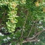 パティスリー SATSUKI - 