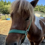 十割そば　しんざん - 