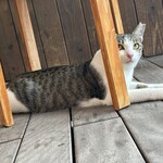 ダモンテ商会 - 