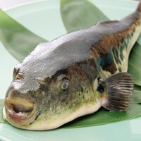 季節の味覚【ふぐ】
