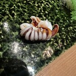 日本料理 箱根 華暦 - 新イカゲソ