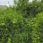 キッチン ブルー グローブ - これは何だろう？、みかん？