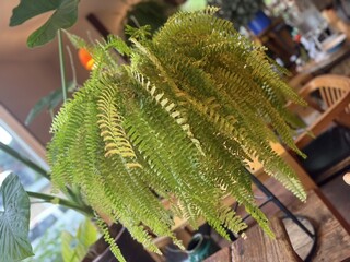 ナチュラル　カフェイーナ - 