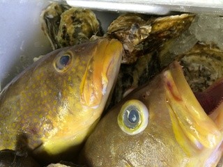 Baifunton - 新鮮な魚介類