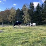 森のレストラン ニニヌプリ - カート1時間3500円で、敷地内を散策できます