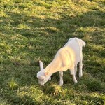 森のレストラン ニニヌプリ - ヤギちゃんもいます　野生の鹿も見れます