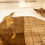 居酒屋 さか盛 - すっぽんくん2匹