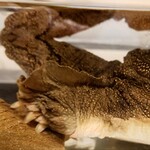 居酒屋 さか盛 - すっぽんくん②