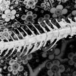 居酒屋 さか盛 - いさき煮付（完食）※おいしくいただきました。