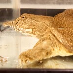 居酒屋 さか盛 - すっぽんくん①