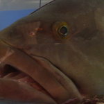 板前割烹 花ゆう - 水槽の大きなクエ