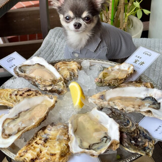 ペットと一緒にお食事ができるテラス席あります