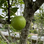 うなぎの美鶴 - 何かの実がなっていました